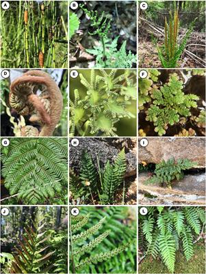 Phylotranscriptomics Illuminates the Placement of Whole Genome Duplications and Gene Retention in <mark class="highlighted">Ferns</mark>